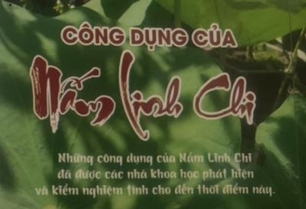 Nấm linh chi có tác dụng gì