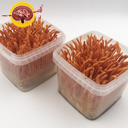 ĐÔNG TRÙNG HẠ THẢO TƯƠI