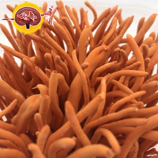 ĐÔNG TRÙNG HẠ THẢO TƯƠI