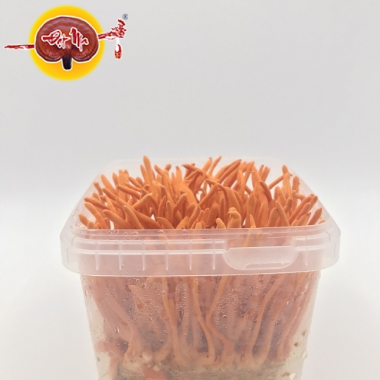 ĐÔNG TRÙNG HẠ THẢO TƯƠI